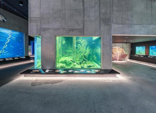 An aquarium in the middle of a large interior; the aquarium tank, walls and ceiling are made out of concrete.